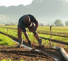 Man in field