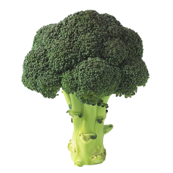 LEADERBRAND Broccoli