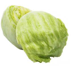 LEADERBRAND ICEBERG Lettuce