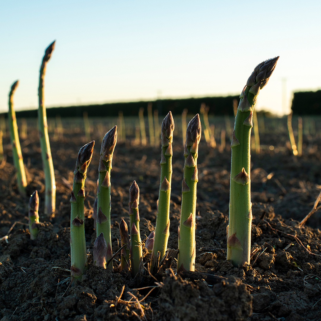 LeaderBrand Close up of Asparagus