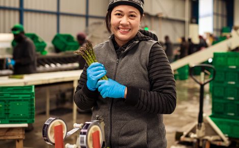 LeaderBrand Asparagus Packing up our asparagus