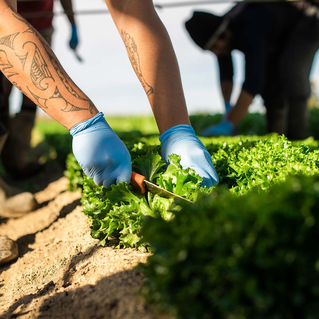 LEADERBRAND BABY LEAF HARVEST GISBORNE