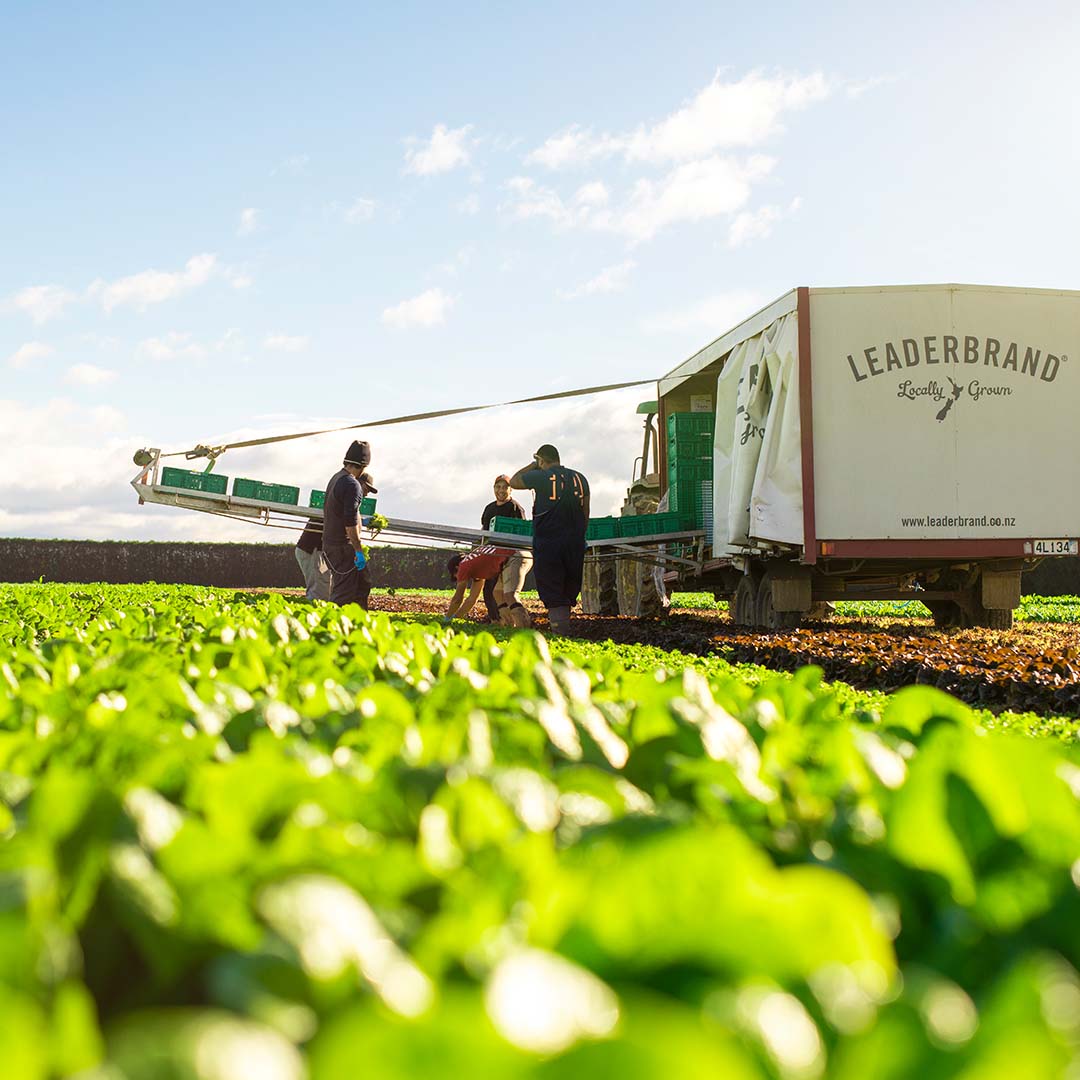 LEADERBRAND SALAD HARVEST GISBORNE