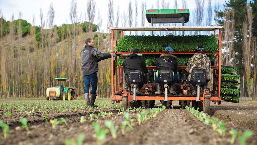 LEADERBRAND PLANTING GISBORNE