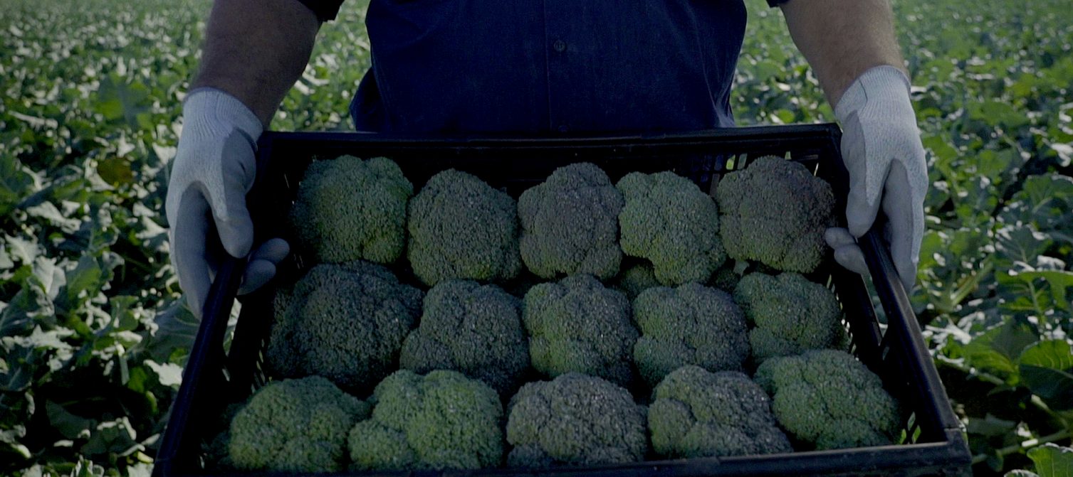 LeaderBrand Broccoli Crate Gisborne