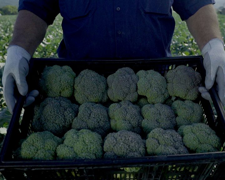 LeaderBrand Broccoli Crate Gisborne