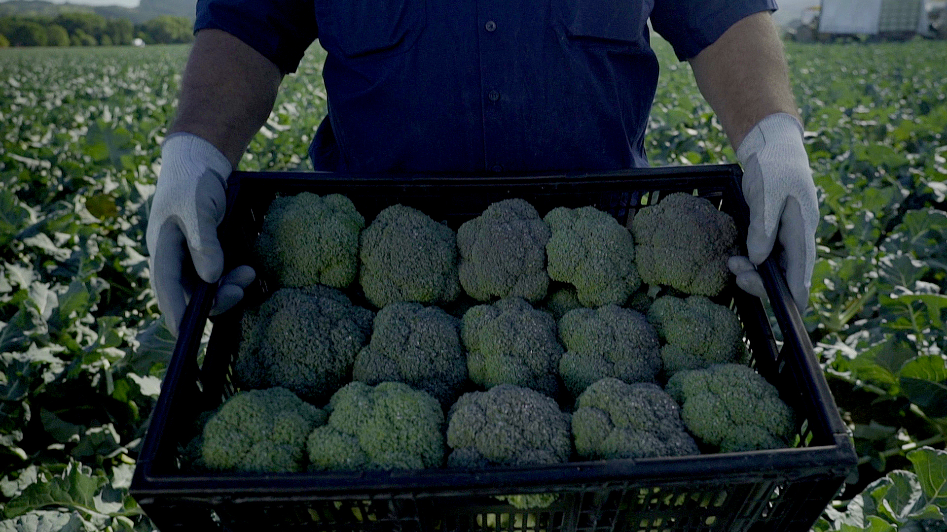 LeaderBrand Broccoli Crate Gisborne