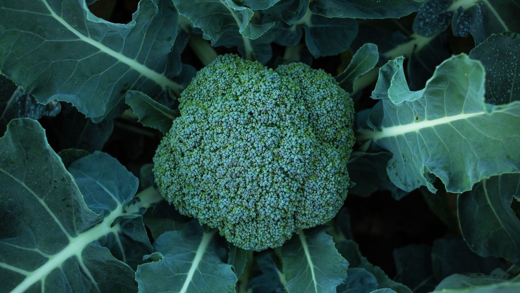 LeaderBrand Broccoli