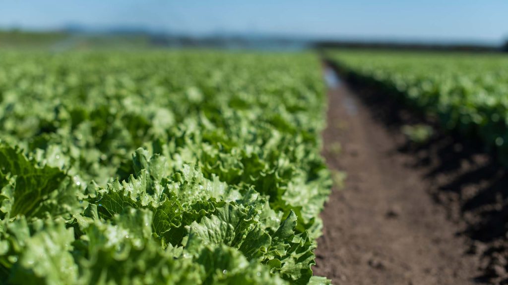 LEADERBRAND Lettuce field GISBORNE