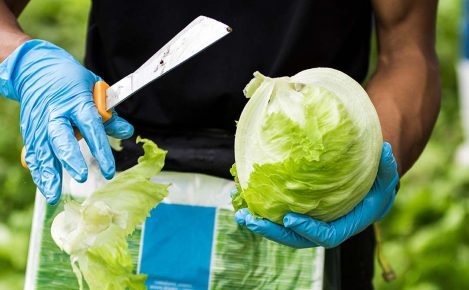 LeaderBrand Hand harvested lettuce