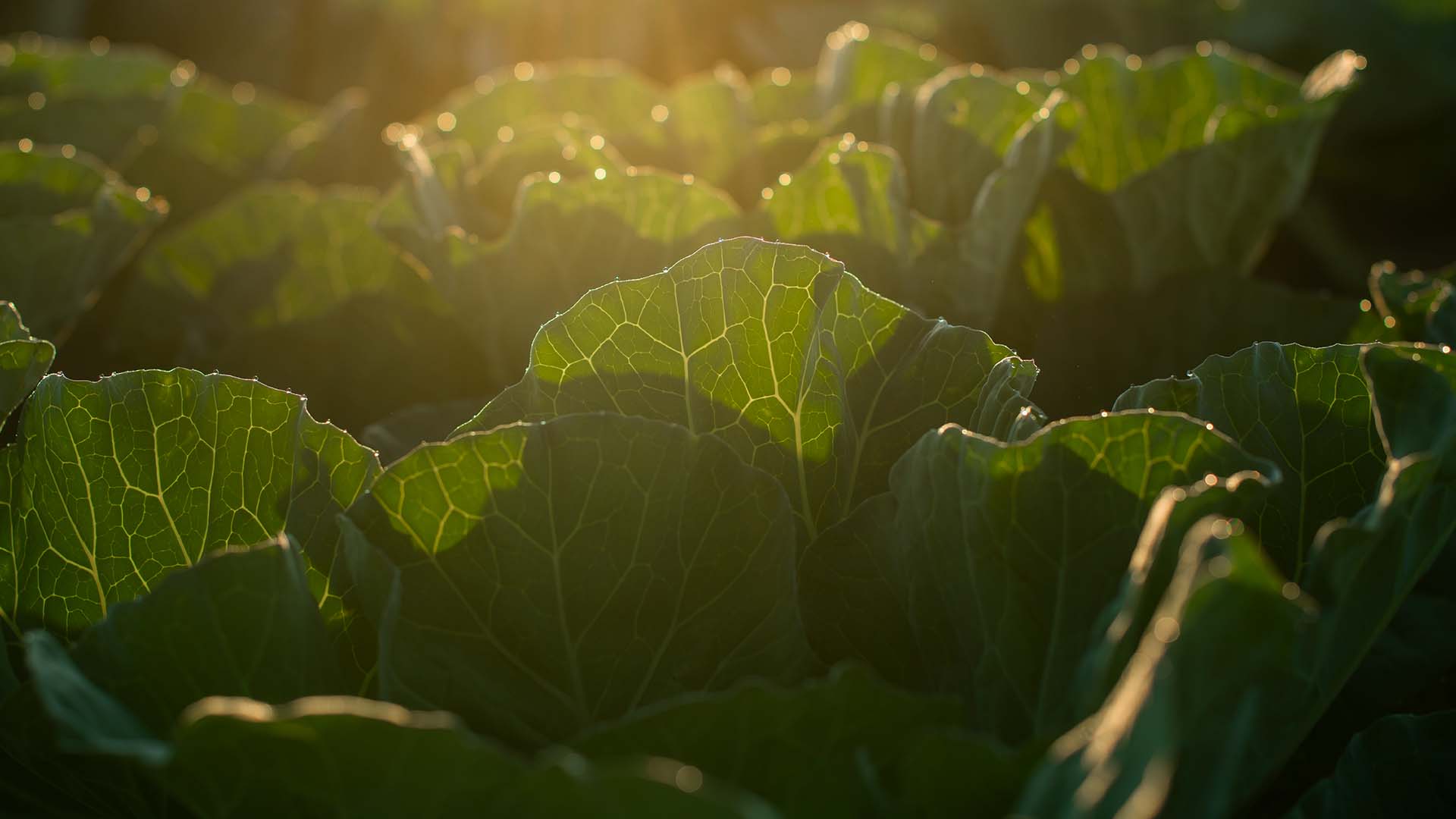 LEADERBRAND Cabbage