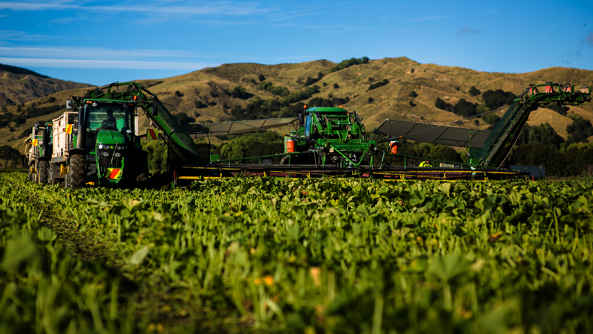 LEADERBRAND Harvesting squash