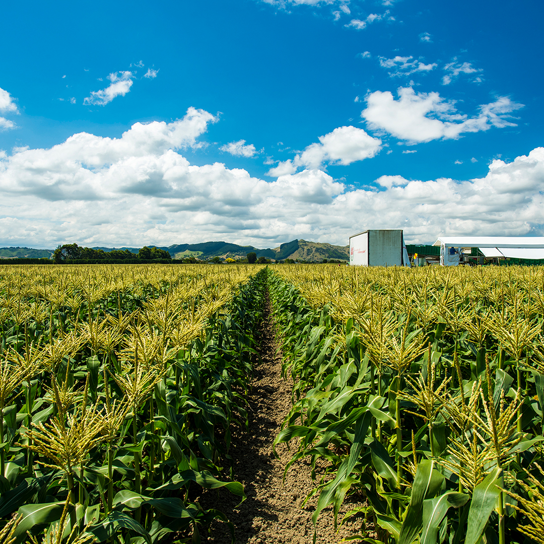 Corn Field