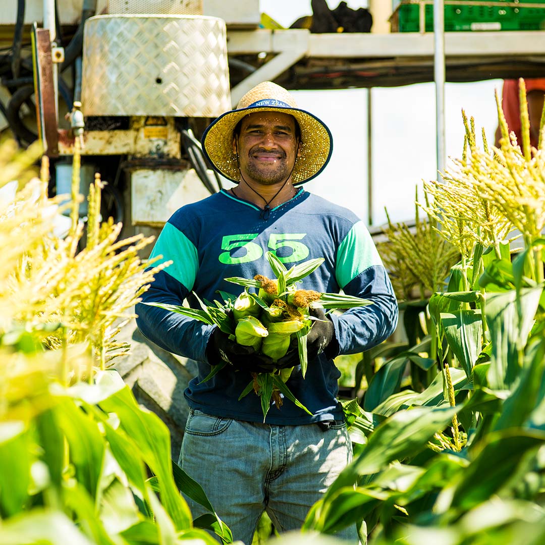 LEADERBRAND SWEET CORN GISBORNE