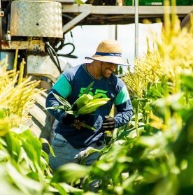 Team member in corn field