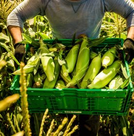 Fresh Sweetcorn