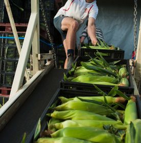 Sweetcorn processing