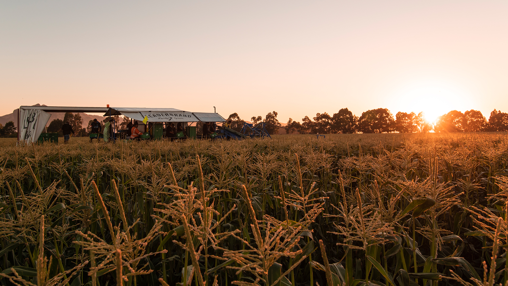 Harvesting Sweetcorn