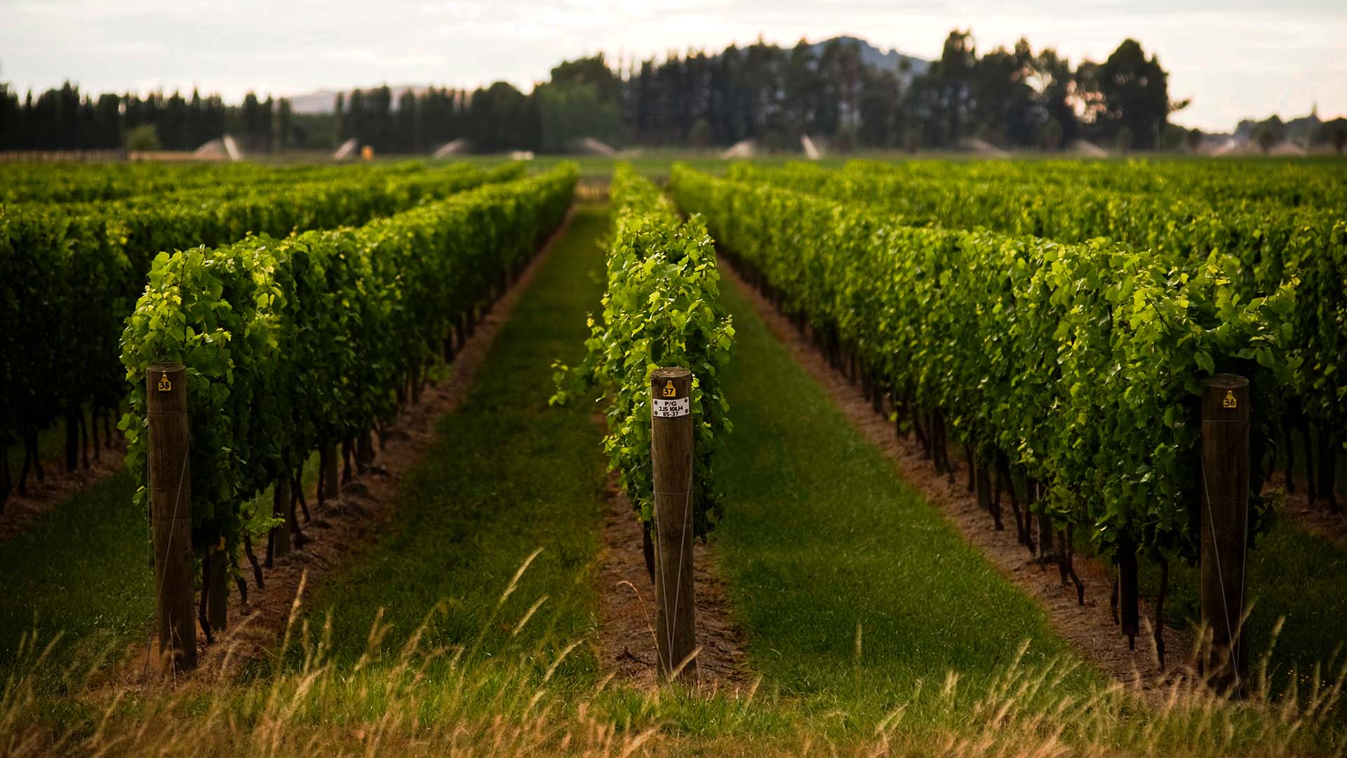 LEADERBRAND Vineyard ASHWOOD ESTATE GISBORNE