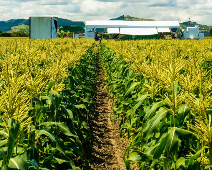 LEADERBRAND GISBORNE SWEET CORN