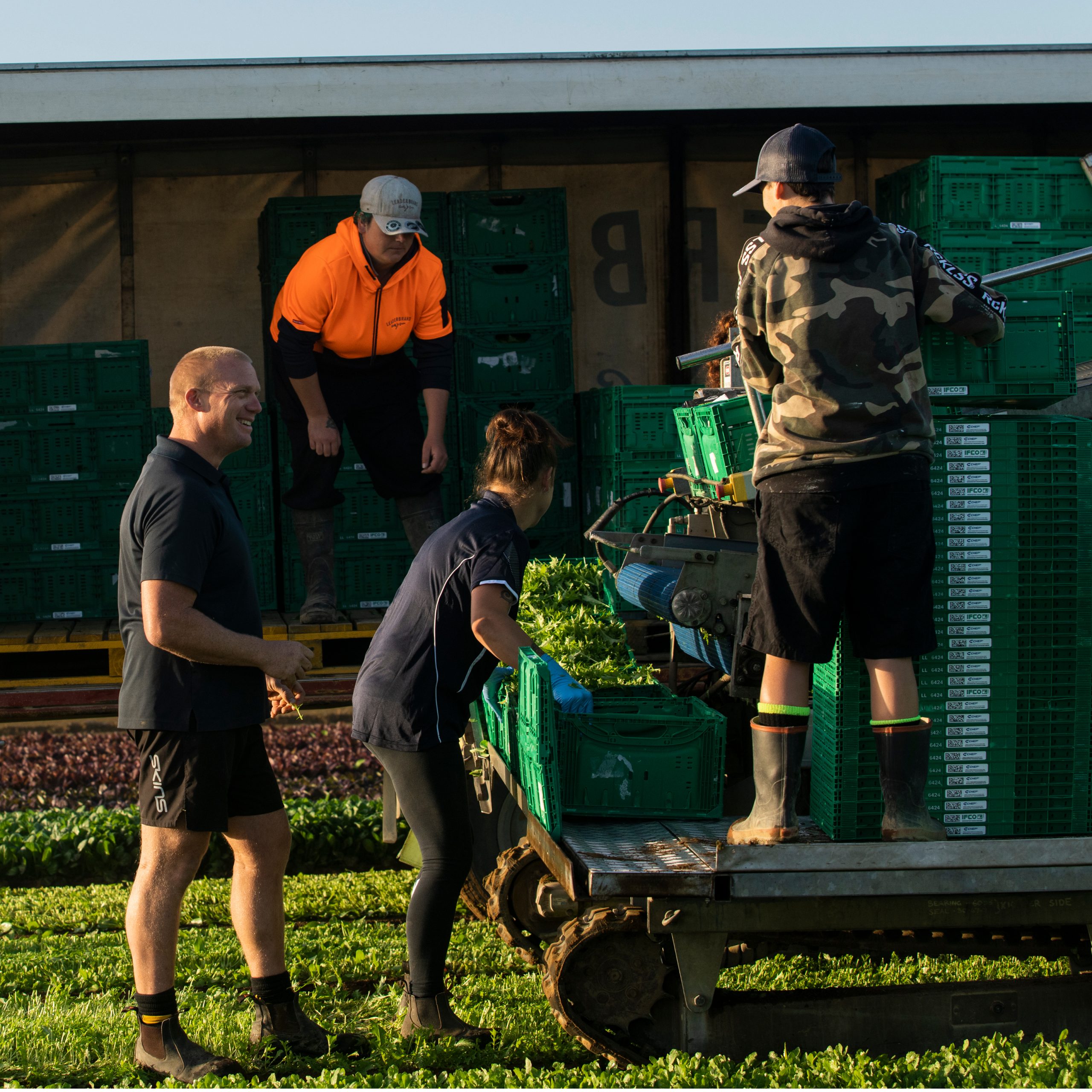 LEADERBRAND MATAMATA FARM - SALAD HARVEST