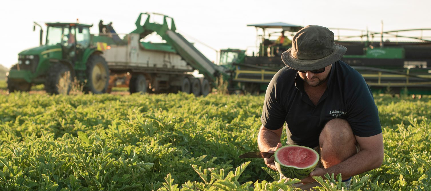 LEADERBRAND WATERMELON GISBORNE