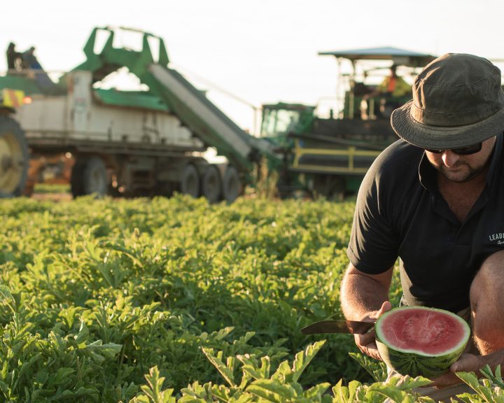 LEADERBRAND WATERMELON GISBORNE