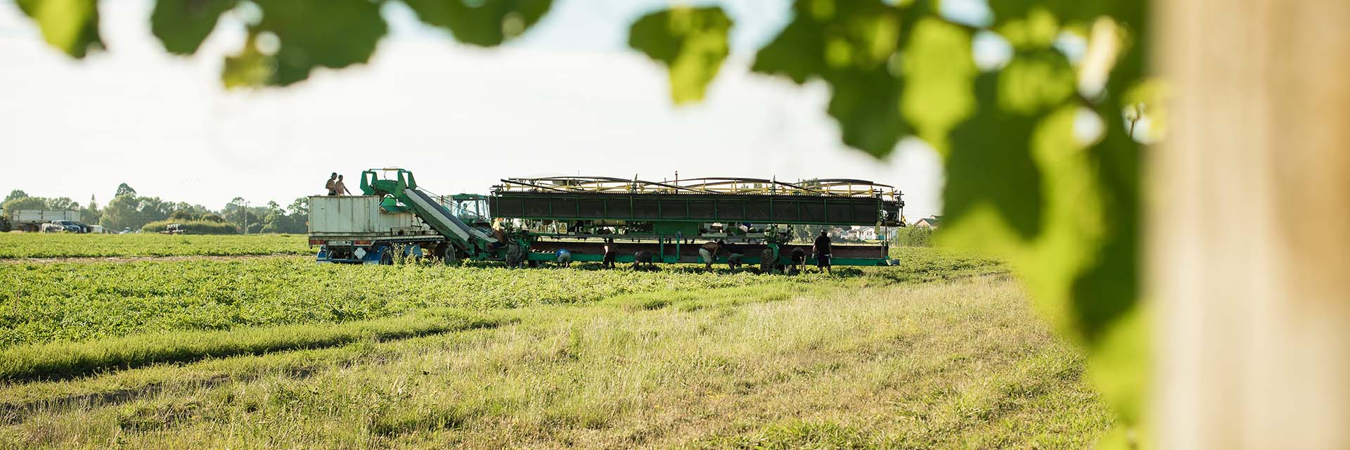 LEADERBRAND WATERMELON GISBORNE