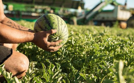 LEADERBRAND WATERMELON GISBORNE