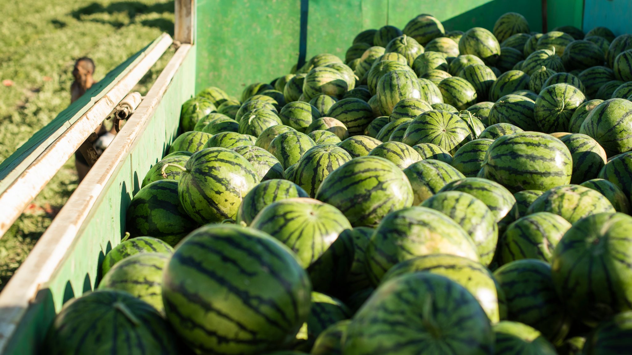 WATERMELON SEASON IS HERE! LeaderBrand