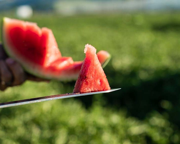 LEADERBRAND WATERMELON GISBORNE