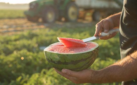 LEADERBRAND WATERMELON GISBORNE