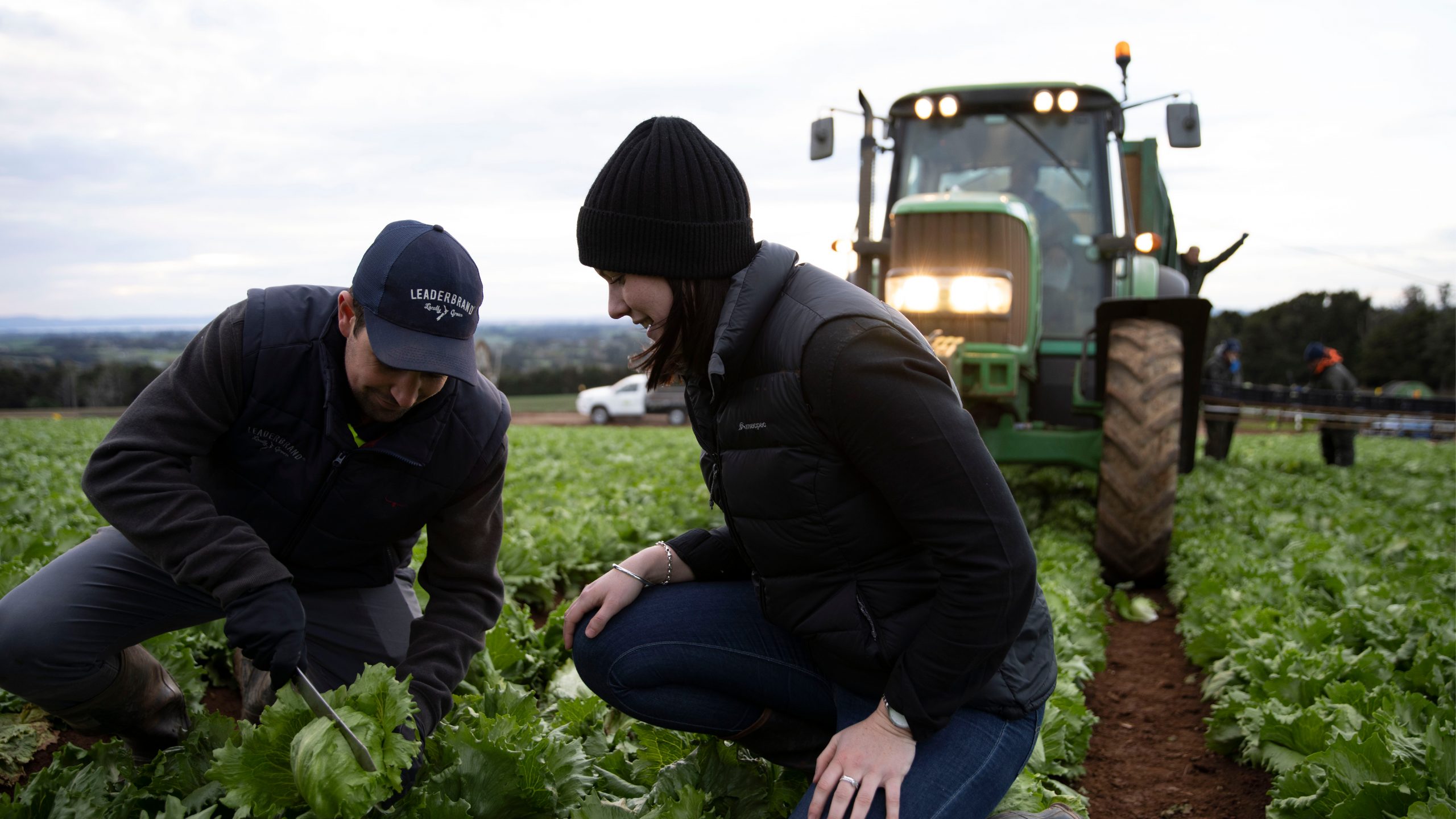 LeaderBrand and Countdown buyer - Lettuce Field Pukekohe